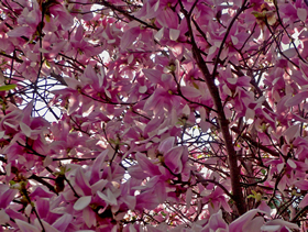magnolie