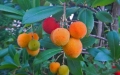 arbutus-unedo