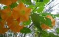 brugmansia2
