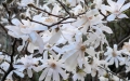 magnolia_stellata