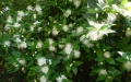 myrtus-_communis