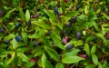 myrtus-communis