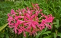 nerine_bowdenii