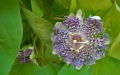 passiflora