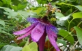 passiflora_0