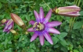 passiflora_1