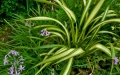 phormium-thulbaghia