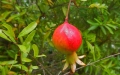 punica_granatum-nana