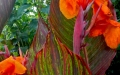 tropicanna